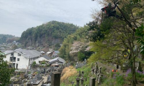 樹木の下部から徐々に枝を切り落としていく郡