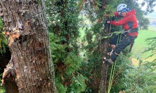 始めに枝を切り落とす作業から始める郡