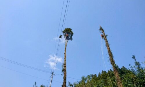 枝打ちも終わり、この後は上部から数回に分けて切り落とし、伐採を完了しました。