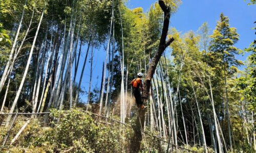 吊り切りを行う田嶋