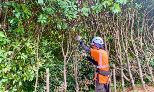 最後は切り口を手鋸を使って綺麗に切戻していきます