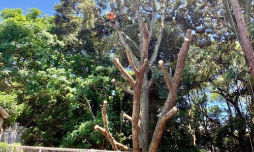 カシノキ、枝下ろしを終え最終確認を行う代表山本