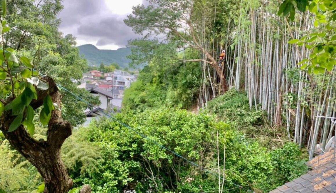 竹林の伐採後、雑木の伐採に移る代表山本