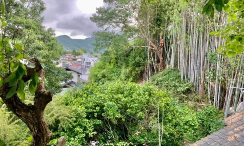 竹林の伐採後、雑木の伐採に移る代表山本