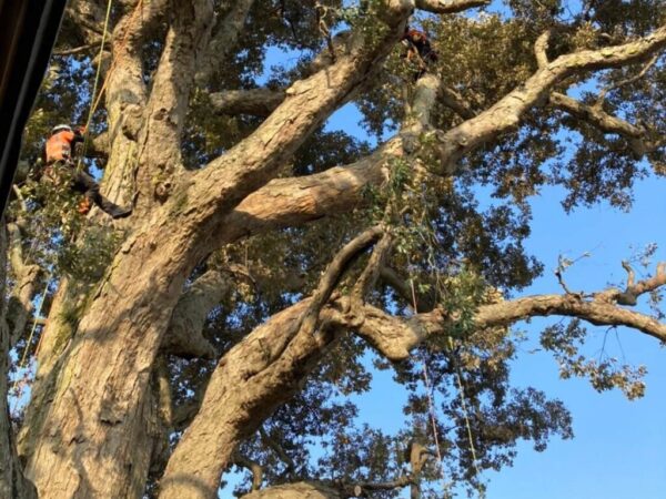 宮原菅原神社_201116_58 神社・お寺の伐採・剪定