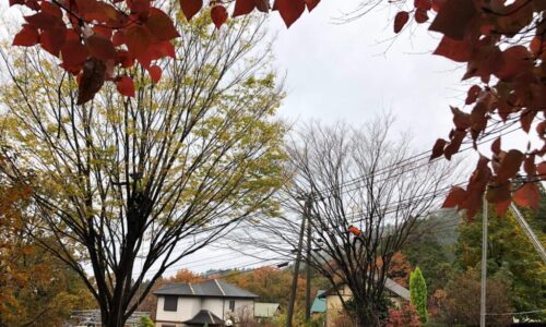 20201120南阿蘇村西村邸_201120_8