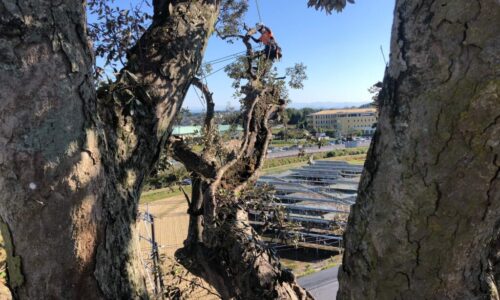 宮原菅原神社_201116_43