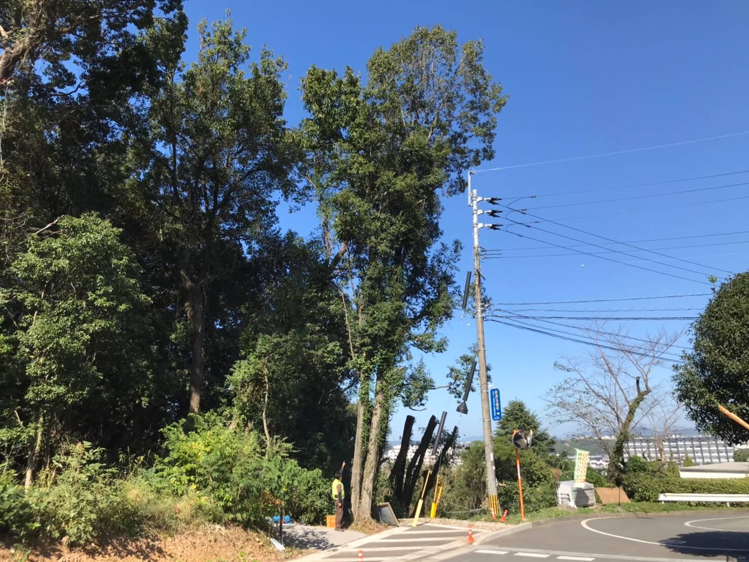 電柱のすぐ隣にあるエノキ。