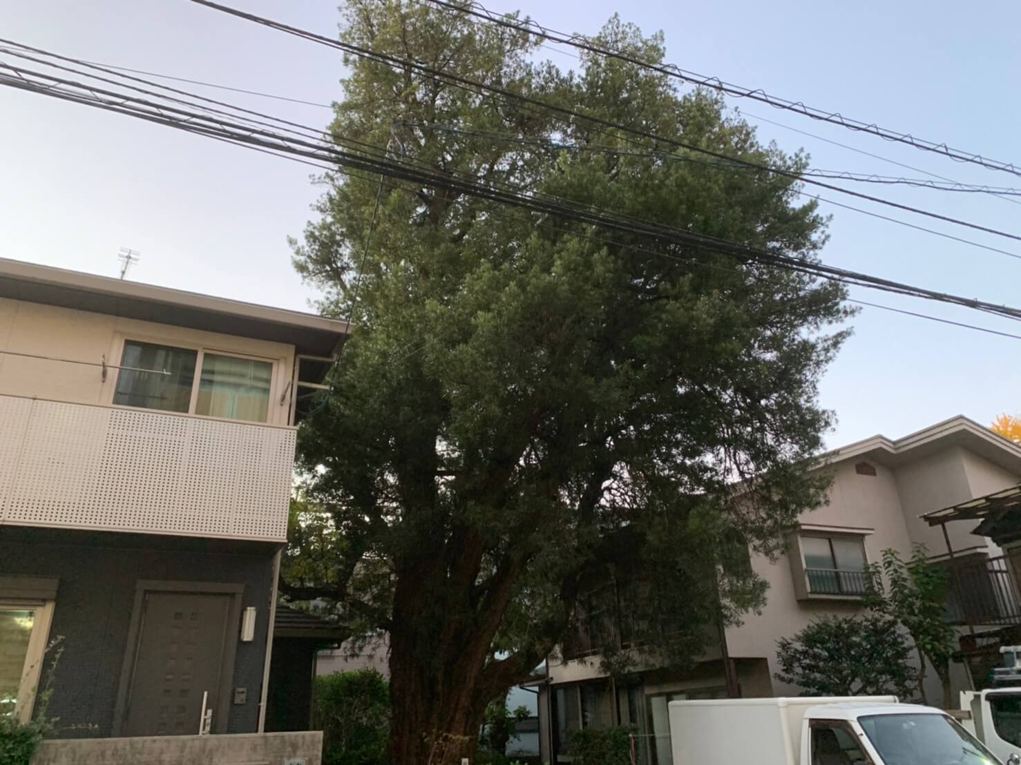 ご依頼頂いたマキの木全景。