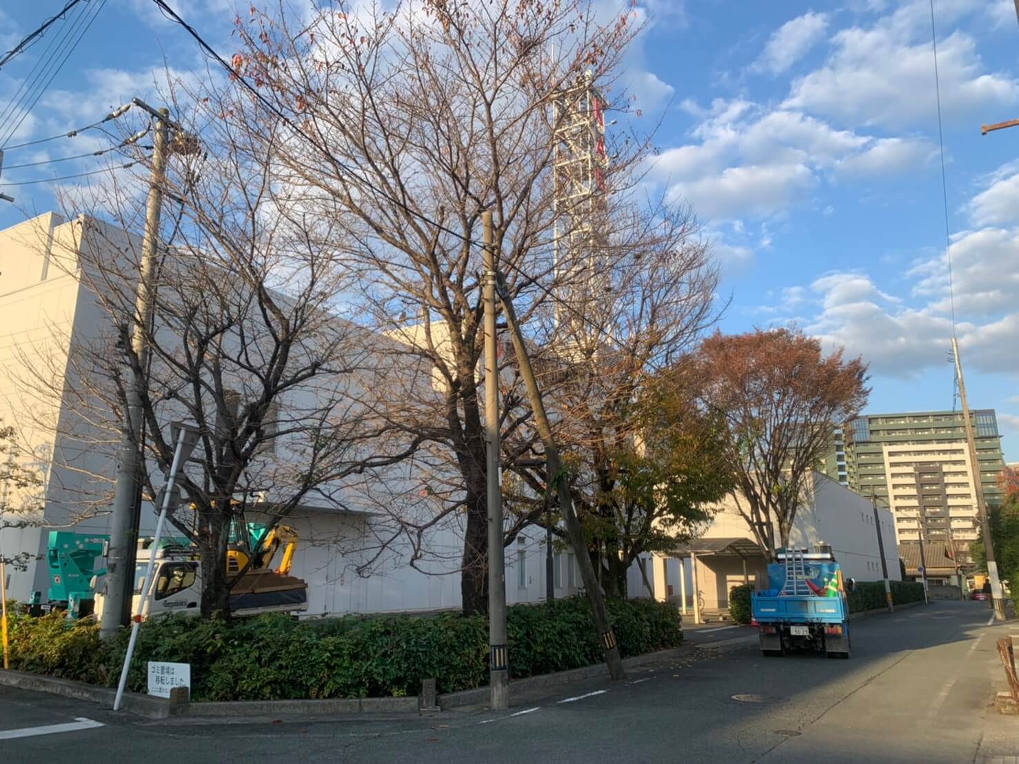 サクラ