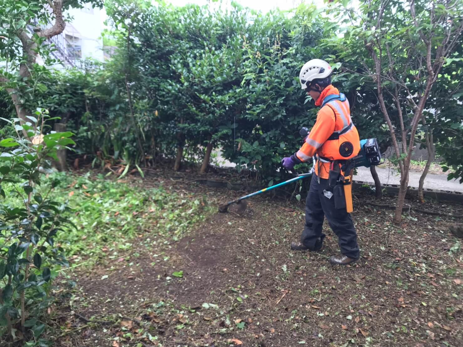 熊本市西区上代】にて庭木の伐採、除草をご依頼頂きました！ – 熊本で 
