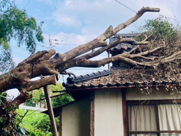 523401611_18306306148169122_2297241366289256704_n 倒木の伐採・撤去