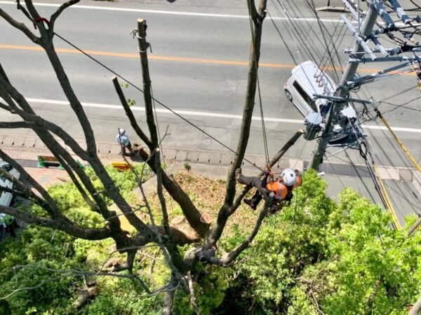 42317702.4af255adba8c95ab180bf9a78389a961.21041909 道路越境木の伐採・剪定