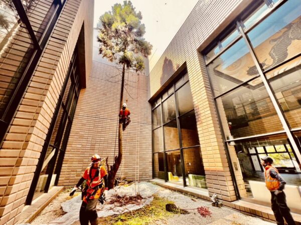 4895355386674428510.54936e5fe5342e4a6833f4e25305bc00.23061903 重機が入らない場所の伐採・剪定