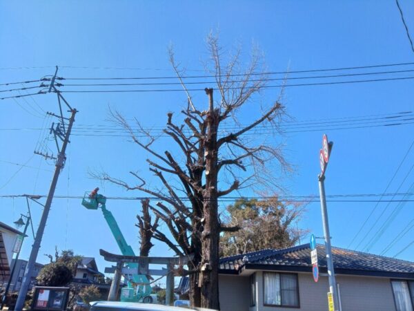 931A28BD-9891-49FA-BC82-55226F16B3A0 電線支障木の伐採・剪定