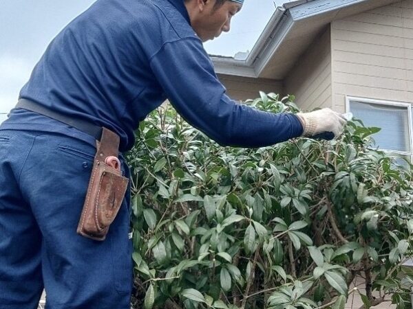 IMG_1253 庭木の伐採・剪定