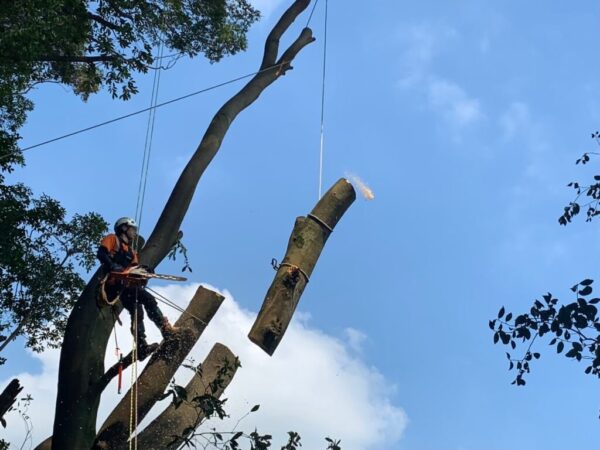 特殊伐採 特殊伐採・剪定