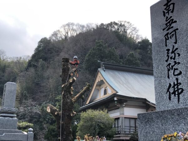 IMG_8779 墓地霊園の伐採・剪定