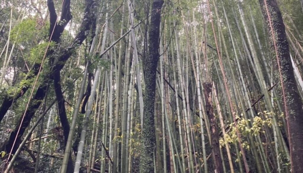 473541703_18288042742169122_1440714142870854850_n