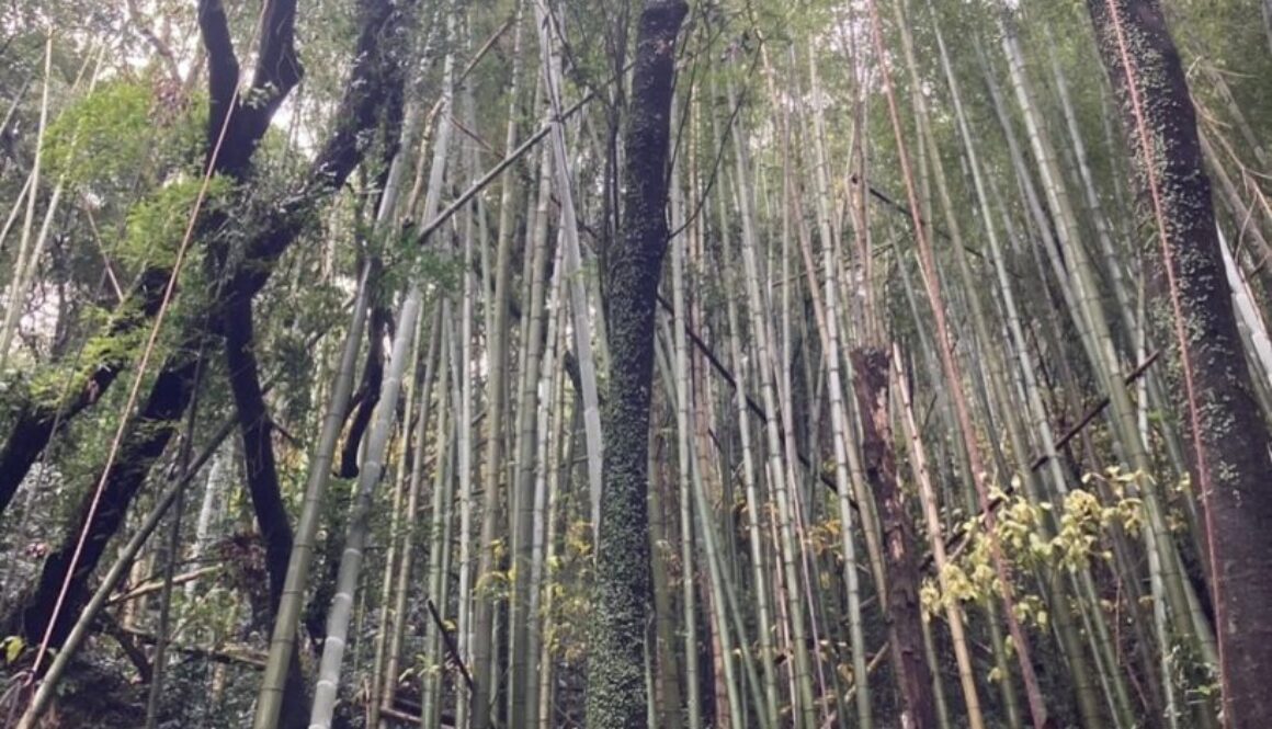 473541703_18288042742169122_1440714142870854850_n